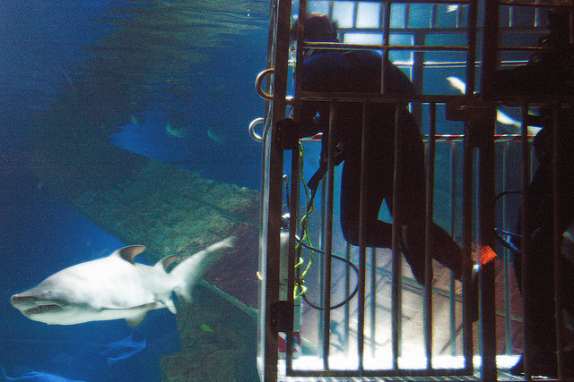 diving cage with sharks