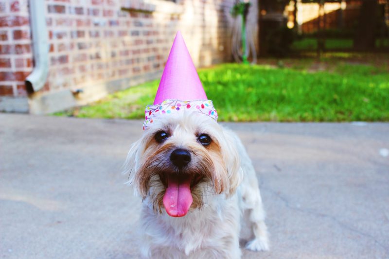 birthday party for a dog