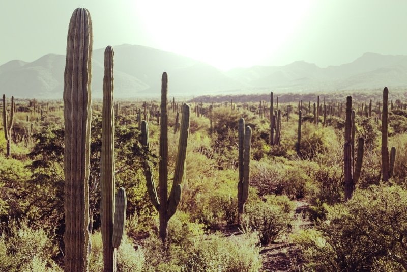 desert cactus mexico. Spend the winter in the sun, the best destination